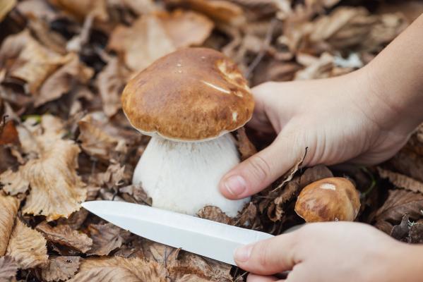 Gobe pokukale iz zemlje: previdno pri nabiranju