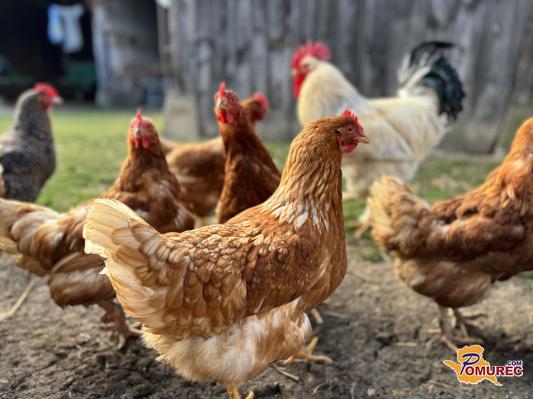 Tudi vaše kokoši ne nesejo jajc? To so najpogostejši razlogi