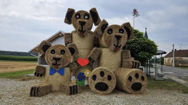 FOTO: Medvedja družina v Pordašincih pozdravlja mimoidoče