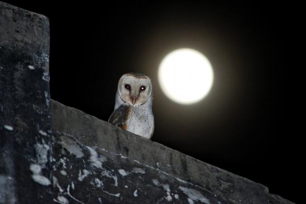 Stara prekmurska vraževerja: Kaj pomeni, če te srbi dlan, pade kuhalnica ali zapoje sova?