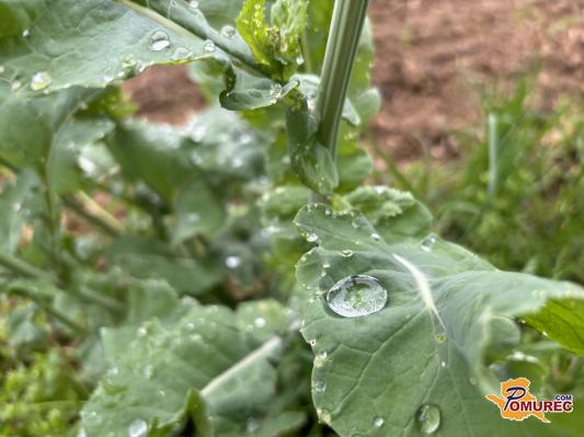 Bomo dobili kakšno kapljico dežja?