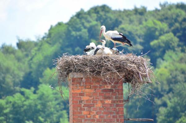 FOTO: Na Goričkem zabeležili rekorden porast belih štorkelj