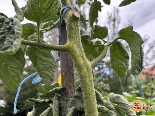 Letošnja težava na vrtu: Kako prepoznati škodo in se je učinkovito znebiti?