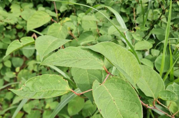 Ribiči ob Muri zaskrbljeni zaradi razraščanja neprijetnega vsiljivca