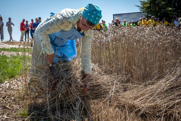 FOTO: Ste že videli, kako v Dobrovniku žanjejo zlata zrna za prihodnost?