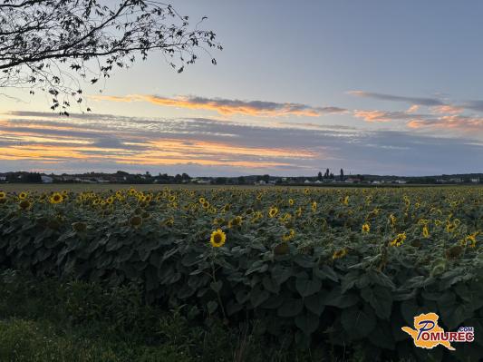 FOTO: Sončnice v čarobni svetlobi sončnega zahoda