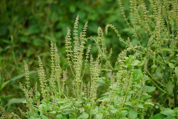 Ambrozija na pohodu: če jo opazite, ste dolžni ukrepati