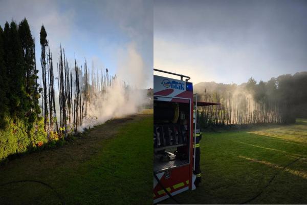 FOTO: Zagorele so ciprese