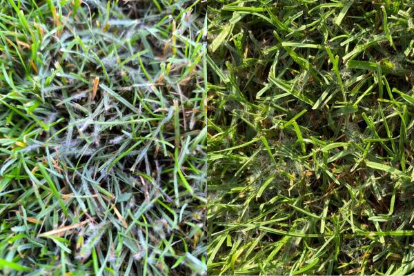 Kako učinkovito ukrepati proti plesni na zelenici in zakaj pomaga nizka košnja