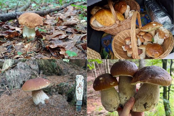 Takšne lepotce so našli slovenski gobarji: Kdaj jih lahko pričakujemo v Pomurju?