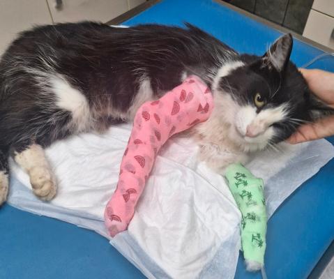 Srce parajoča zgodba: Mucka Mikija iz Stanetincev ustrelili, zdaj se bori za življenje