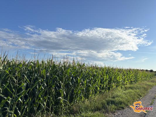 Pretežno jasno vse do konca tedna?