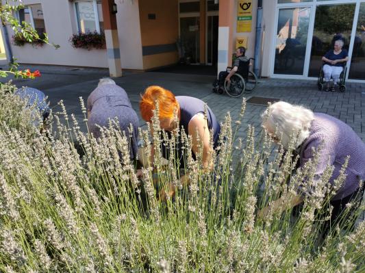 FOTO: Žetev sivke v Kuzmi