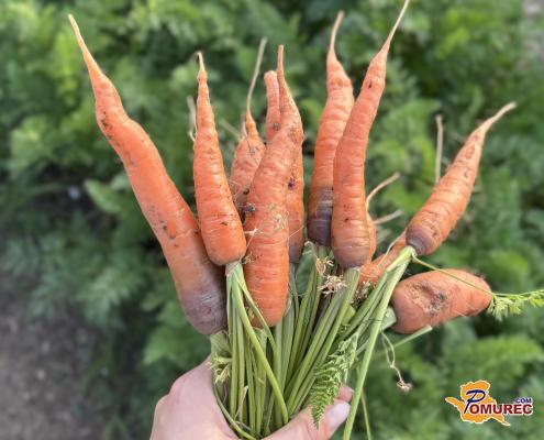 Avgustovska setev za jesenski pridelek