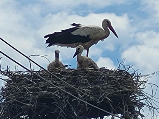 FOTO: Štorklje v Puconcih so veliko veselje