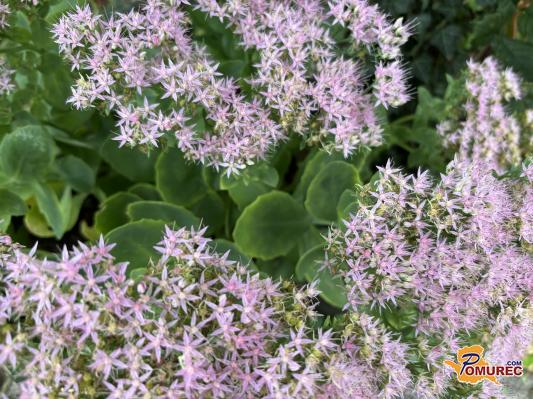 Ali ste že poskusili naravno oblogo iz hermelike?