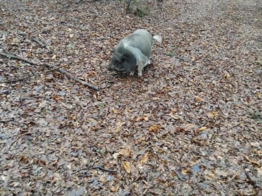 Na Goričkem tava pujs, išče se lastnik