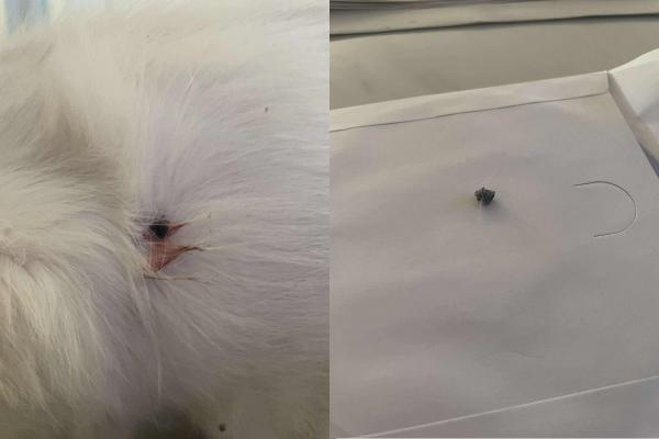 Društvo za zaščito živali Pomurja opozarja: nekdo strelja na mačke