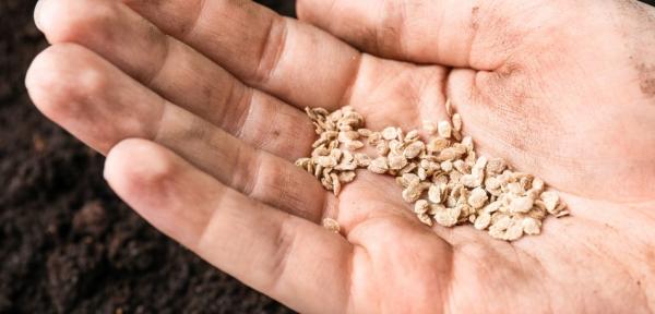 Kako shraniti semena paradižnika naravnost iz vrta