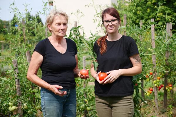 FOTO in VIDEO: Od njive do kozarca, domača paradižnikova omaka iz Beltincev