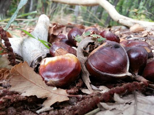 Poznate razliko med maroni in navadnimi kostanji?