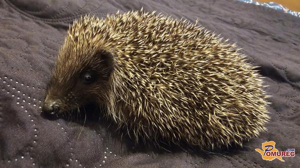 Kaj storiti, če vas doma obišče jež?