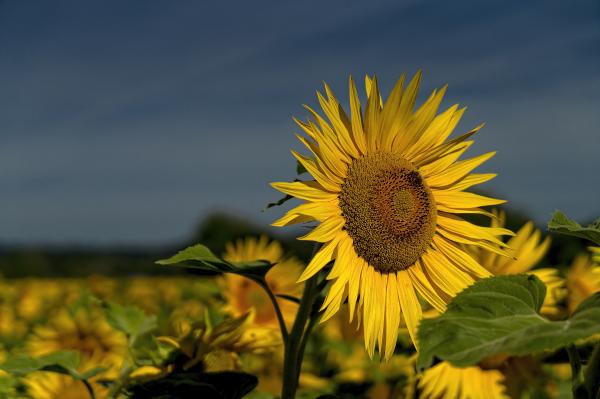Po sončnem ponedeljku prihaja vremenski preobrat