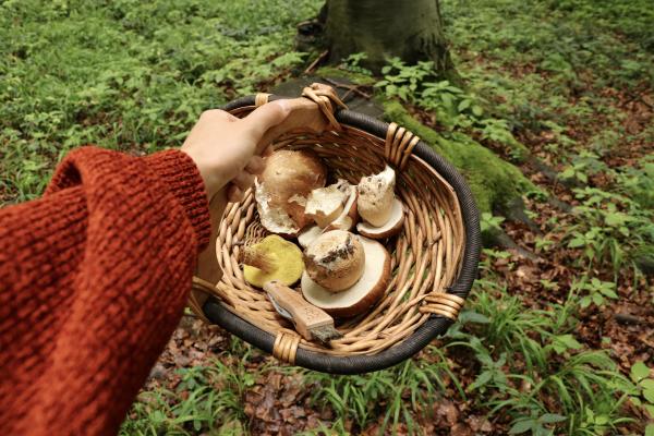 10 razlogov, zakaj so gobe kraljice jeseni