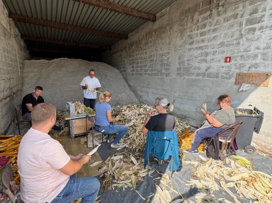 FOTO: Lendava oživlja tradicijo: ličkanje starinske sorte koruze
