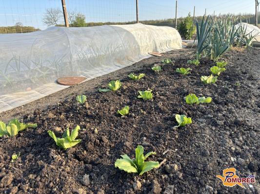 Septembrske setve: kako pripraviti vrt na jesenske pridelke