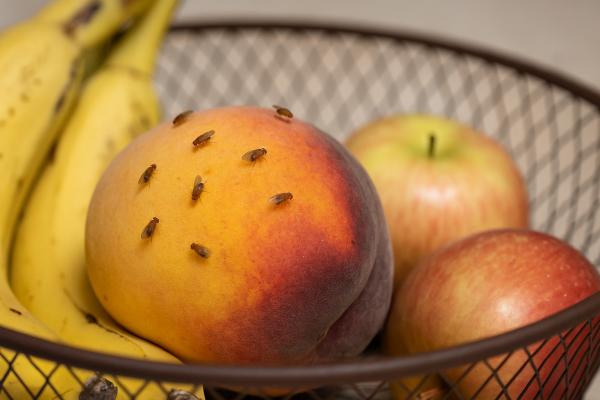 Sadne mušice v vašem domu? Tako se jih boste znebili za vedno