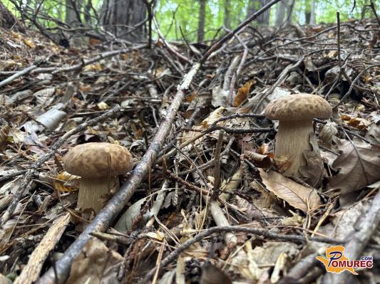 Če jurčka samo odrežete namesto, da ga izpulite, delate škodo
