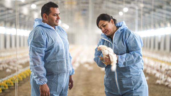 FOTO in VIDEO: Na Goričkem družina Šandor ustvarja hlev prihodnosti