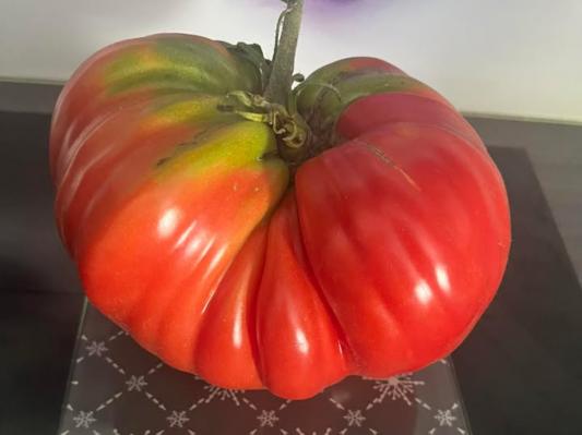 FOTO: Poglejte, kakšen pridelek je uspelo vzgojiti bralki Pomurca