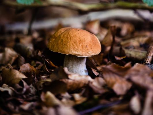 Kdaj, kje in ob kakšnem vremenu najlažje najdemo jurčke?