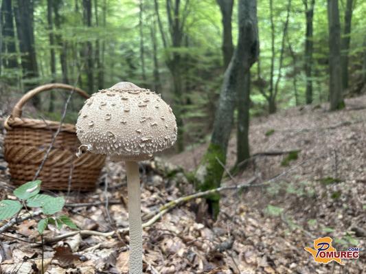 Ste nabrali veliko marel, pa ne veste, kaj z njimi? Tako jih lahko shranite