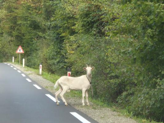 Kdo pogreša kozo? Opažena ob cesti na Goričkem