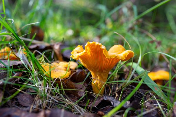 To je zlata goba gozdov, ki navdušuje s svojo barvo in okusom