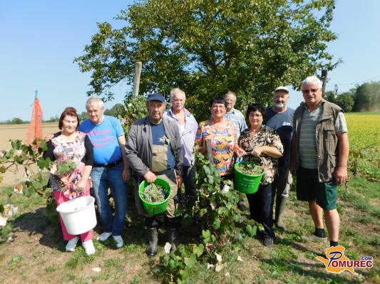 FOTO: Pomurski ljubitelji stare kmetijske tehnike opravili trgatev samorodnice