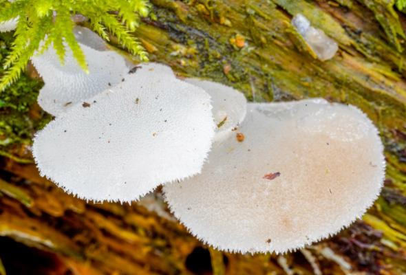 Ledena goba z nežnim okusom gozda - jo poznate?