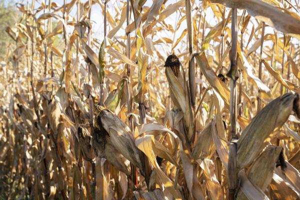 VIDEO: »Koruza ostaja nepogrešljiva, a vse bolj ranljiva« – Stanko Kapun o prihodnosti kmetijstva