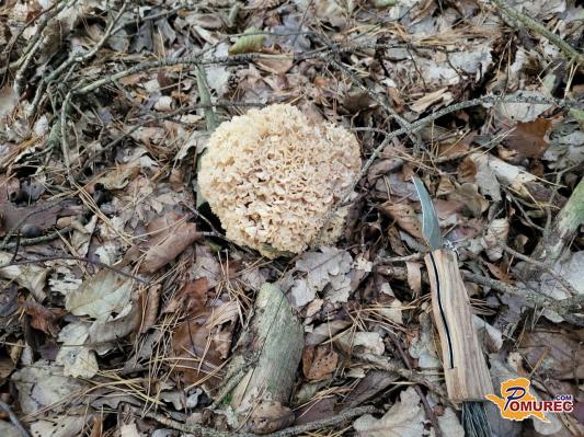 Poznate »cvetačo« iz gozda? Ta nenavadna goba vas bo presenetila z okusom