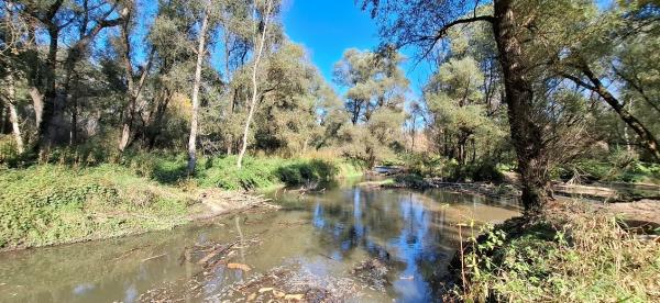 Obnova rokavov na Muri izboljšuje hidrološko in ekološko stanje reke