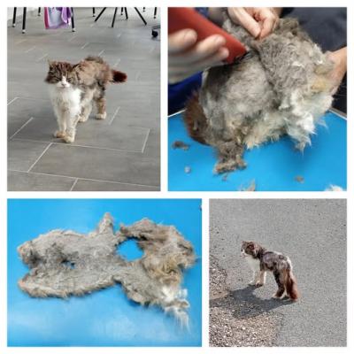 Muc iz Pomurja, ki je izgubil gospodarja, našel novo upanje