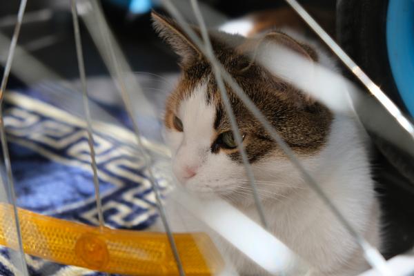 VIDEO: Odložila mucka in odpeljala, zdaj jo iščejo