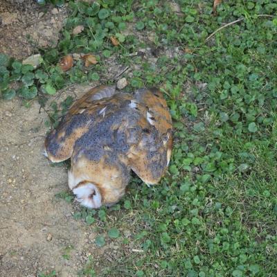 V Pomurju: Zastrupljena miš usodna za pegasto sovo