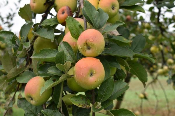 FOTO: Na Goričkem izbrali NAJ travniški sadovnjak 2025