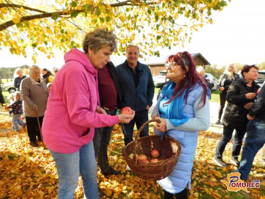 FOTO: Jesensko druženje in obiranje starih sort jabolk nad Bogojino