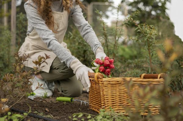 Vrtnarska opravila v prvem tednu oktobra po setvenem koledarju