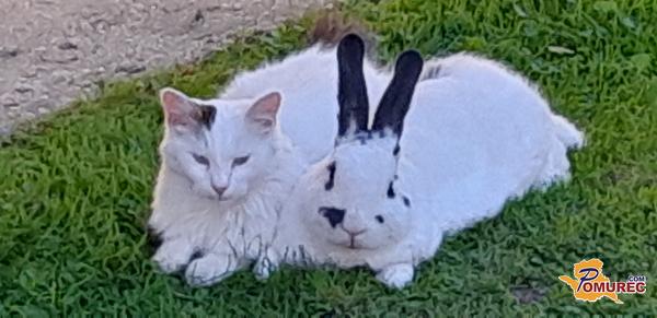 FOTO: Muca in domači zajec sta prijatelja